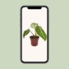 0bdd732e354241da822b3177a4241fe337c86b5021184ef9b6850dc76101cd3c.jpg Philodendron Selloum Atom