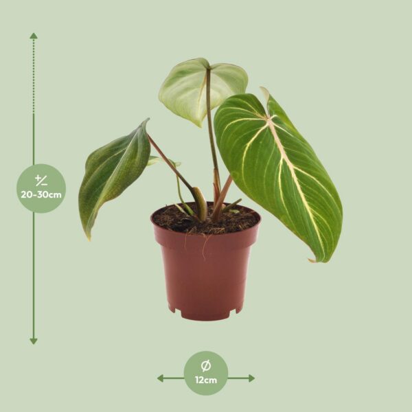 e0967afc5ae944e4bdaa89405098c0627e4badf29c30495285bd2243c0bc20fd.jpg Philodendron Selloum Atom