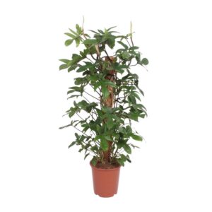 6ecd3b92a00643a7afea30b0fd7918e052434295e9974b5a950814bf83665239.jpg Philodendron pedatum