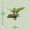 387e71b65c7b449980fd35a1fbf284a49a562274c3ab4c44b10a4accff11dc7c.jpg Philodendron Imperial Grün