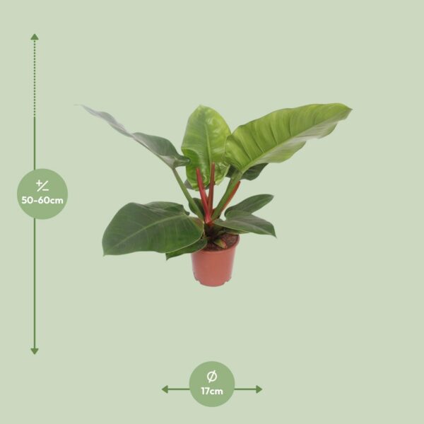 387e71b65c7b449980fd35a1fbf284a49a562274c3ab4c44b10a4accff11dc7c.jpg Philodendron Imperial Grün
