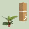 79094aff44764062b49fc9620b4e077cd79bf09802f34a18870d8e4d1fe85c8e.jpg Philodendron Imperial Grün