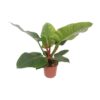 a9a1f8d093e64939a1fa6ca2c590132c6f90bb36abf94bf0b42e5db2a9ec2762.jpg Philodendron Imperial Grün