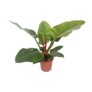 a9a1f8d093e64939a1fa6ca2c590132c6f90bb36abf94bf0b42e5db2a9ec2762.jpg Philodendron Imperial Grün