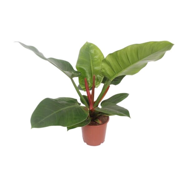 a9a1f8d093e64939a1fa6ca2c590132c6f90bb36abf94bf0b42e5db2a9ec2762.jpg Philodendron Imperial Grün