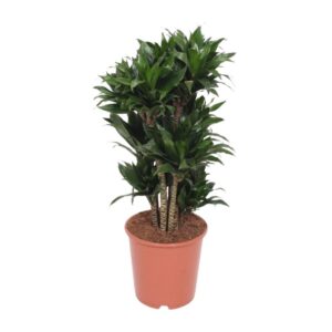 6d1e6a50072a4e1485af873b0e31884871a417e9ad5649c4821a4c6ff81a9304.jpg Dracaena Compacta