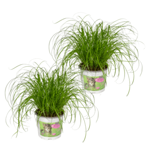 58cc18be6dde4ac5ae535bd6962bd73ab70f5b1729314243a44cf29717803254.png Cyperus alternifolius - Katzengras