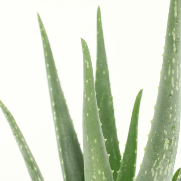 6a0d06d4129942a8b6e7e72a990672eb3b864f6f676c4e6b95001dccd29a44c6.png Aloe vera - Sukkulente | 2 Stück