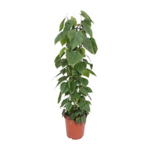 3fe6dd37f55b4a0d8b072568a32af95d373e68bbcb1f4db291b4caa31e0f7610.jpg Philodendron Scandens