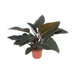 773ad0bde4774ecf89b6d99895429670d1726f342446418290f98feff73a581c.jpg Philodendron Kongorot