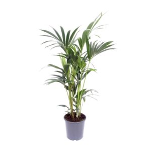 f68d67f1cc4f432f8eb1670f7512d9f341df6c531aa34040a1be576d2c4a83d6.jpg Howea Forsteriana