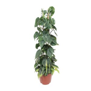 809fd9f1bf6f4203a4dfb9118e80e7b99b26a4c3171b43bfaab85dcb7d7768e8.jpg Philodendron Scandens Brasil