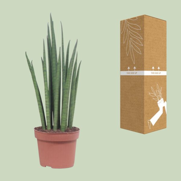 Sansevieria Mikado