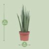Sansevieria Mikado
