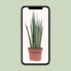 Sansevieria Mikado