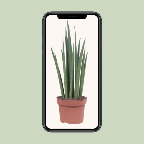Sansevieria Mikado