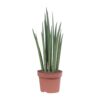 Sansevieria Mikado