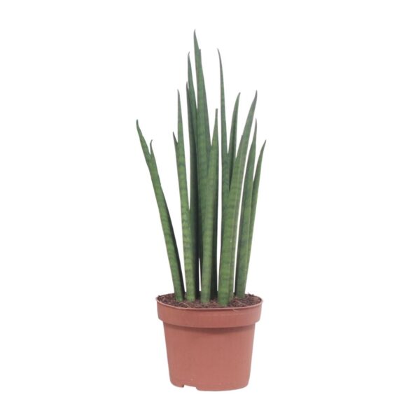 Sansevieria Mikado
