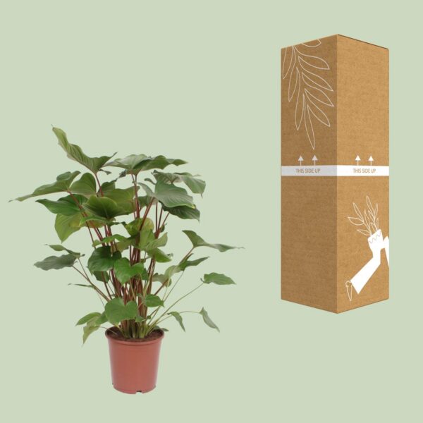 Homalomena Rubescens Maggy