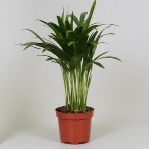 fc91cffbb5d2474fa1cbbb3a44f8b58fa30942045d554935ae8e61f40606c20b.jpg Areca Dypsis