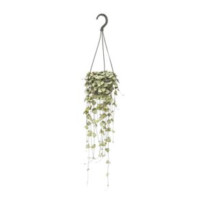 607edeea8012480eb65ec2729f4fb03a6bbce108b40f462aba041d0ce7c1a252.jpg Ceropegia Woodii Hang