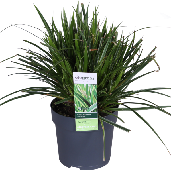11069de574d54242aeda6c03c051384519b1ba44c8ab4822a58c9f8a21cc033f.png Carex morrowii 'Ice Dance | 3 Stück