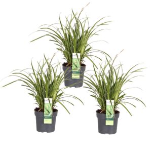 Carex morrowii 'Ice Dance | 3 Stück