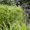 Carex morrowii 'Irish Green' | 3 Stück