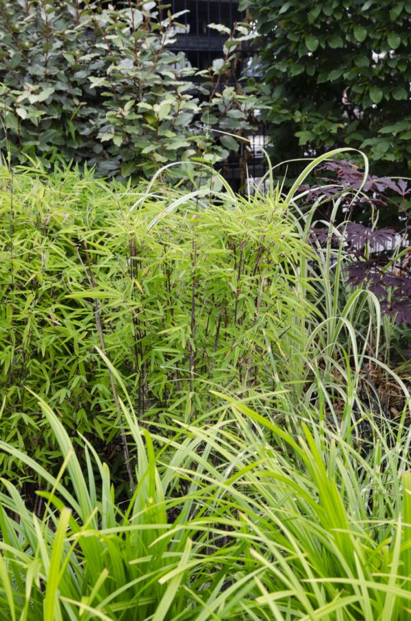 Carex morrowii 'Irish Green' | 3 Stück