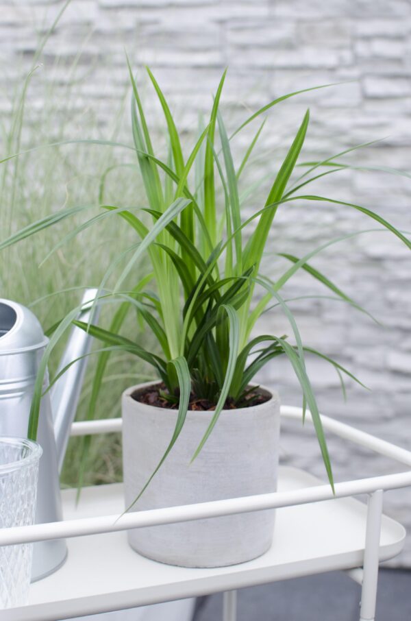 Carex morrowii 'Irish Green' | 3 Stück