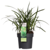 Carex morrowii 'Irish Green' | 3 Stück