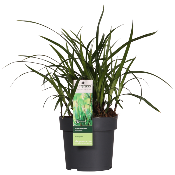 Carex morrowii 'Irish Green' | 3 Stück