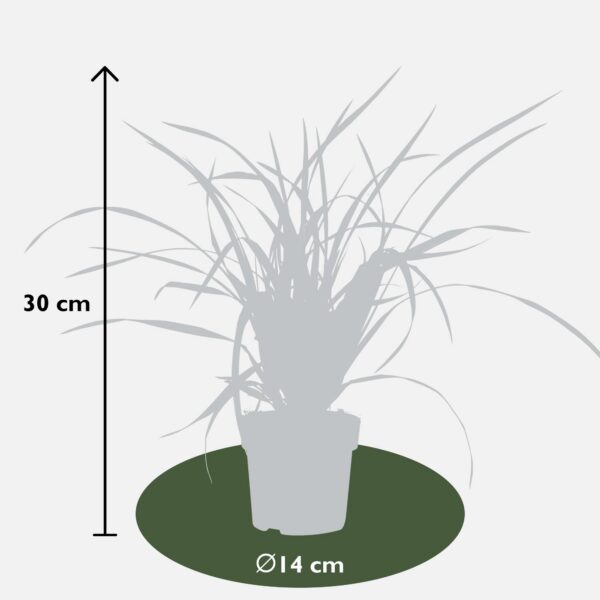 Carex morrowii 'Irish Green' | 3 Stück