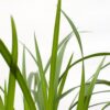Carex morrowii 'Irish Green' | 3 Stück