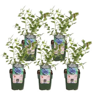 55e98bfb95724c9280bcb6859f69ea81a28bc514a4174809b05ad1b1790dc4d0.jpg Vaccinium corymbosum 'Reka' | 5 Stück