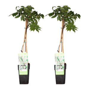 d94a6e4ef95a4bb59c1943312c93b8c46a65e80f377f4077af08252b9ecd1129.jpg Wisteria floribunda 'Longissima Alba' | 2 Stück