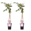 bc123b7f650049beb1497ce036f153042ef6111d2c1445a9b2fe04cd23295225.jpg Wisteria floribunda 'Rosea' | 2 Stück