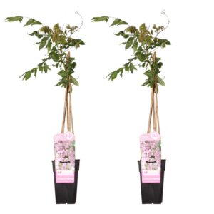 bc123b7f650049beb1497ce036f153042ef6111d2c1445a9b2fe04cd23295225.jpg Wisteria floribunda 'Rosea' | 2 Stück