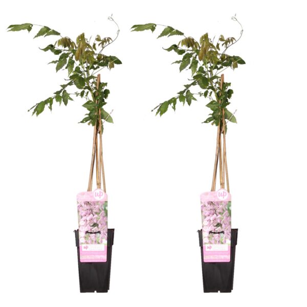 bc123b7f650049beb1497ce036f153042ef6111d2c1445a9b2fe04cd23295225.jpg Wisteria floribunda 'Rosea' | 2 Stück