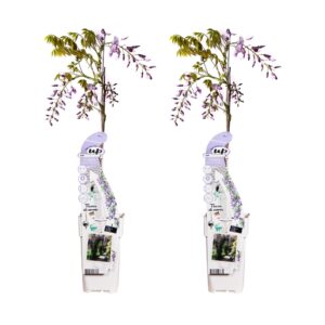 5ee52d8054fa4070a7bf5484a1c03999c23697c086ff4ca29c52bebd0867a4e5.jpg Wisteria sinensis 'Caroline' | 2 Stück