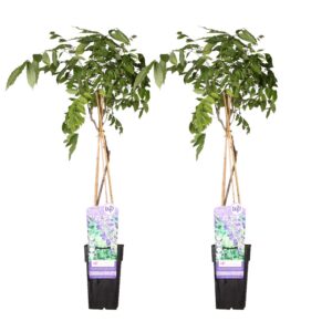 2df1b87e08e34371833820843f7fd1500bc2eaa7ddb54e30955161fbc9e3a828.jpg Wisteria sinensis 'Prolific' | 2 Stück
