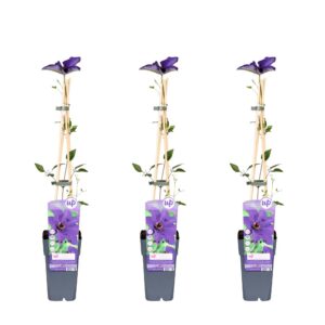 49ab5aa28ee042f592545dc92190ab3a5ce9cc52c2614b07922dff35baeb62d2.jpg Clematis 'The President' Lila - Waldrebe | 3 Stück