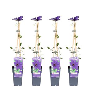99b31c5d8320448d867d36fd4597f32d3364965805424285be98f0c6c2428cbd.jpg Clematis 'The President' Lila - Waldrebe | 4 Stück