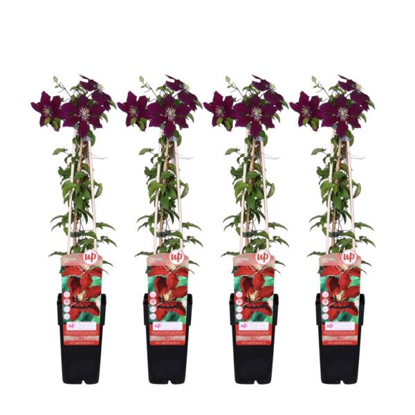 Clematis Niobe | 4 Stück