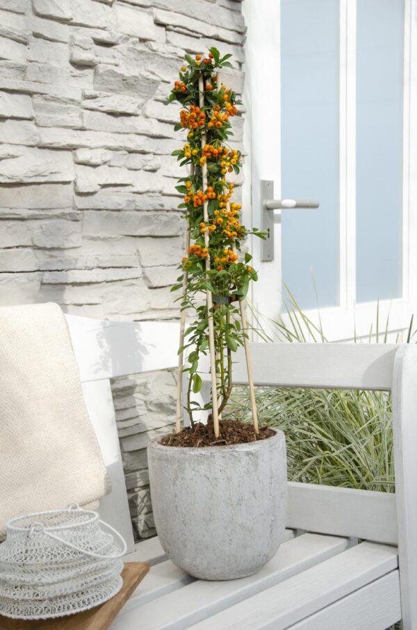 Pyracantha 'Orange Glow' | 3 Stück