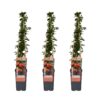 Pyracantha 'Orange Glow' | 3 Stück
