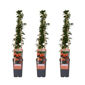 d52c809004a0421bbd4981f1a5370dfb3eebe53129954ddfb635847f0428742f.jpg Pyracantha 'Orange Glow' | 3 Stück