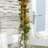 Pyracantha 'Orange Glow' | 3 Stück