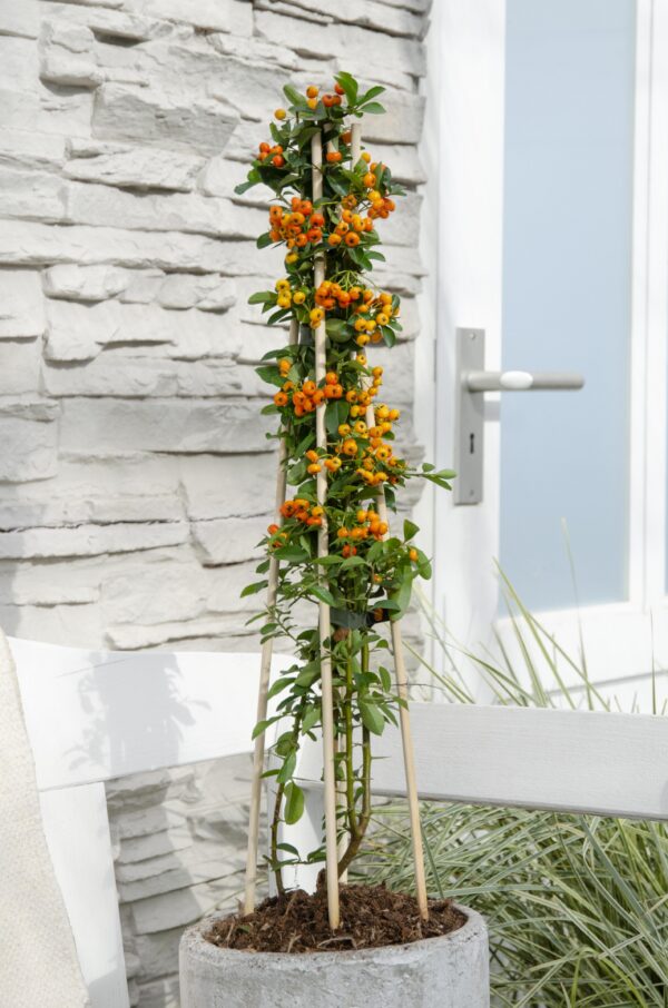 Pyracantha 'Orange Glow' | 3 Stück