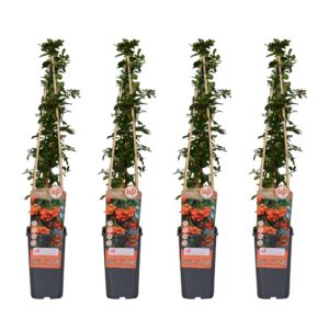ab54b9a5ba8140e9ad033f7fa00749a5c82944fb75f140818c74cfd06d864aab.jpg Pyracantha 'Orange Glow' | 4 Stück